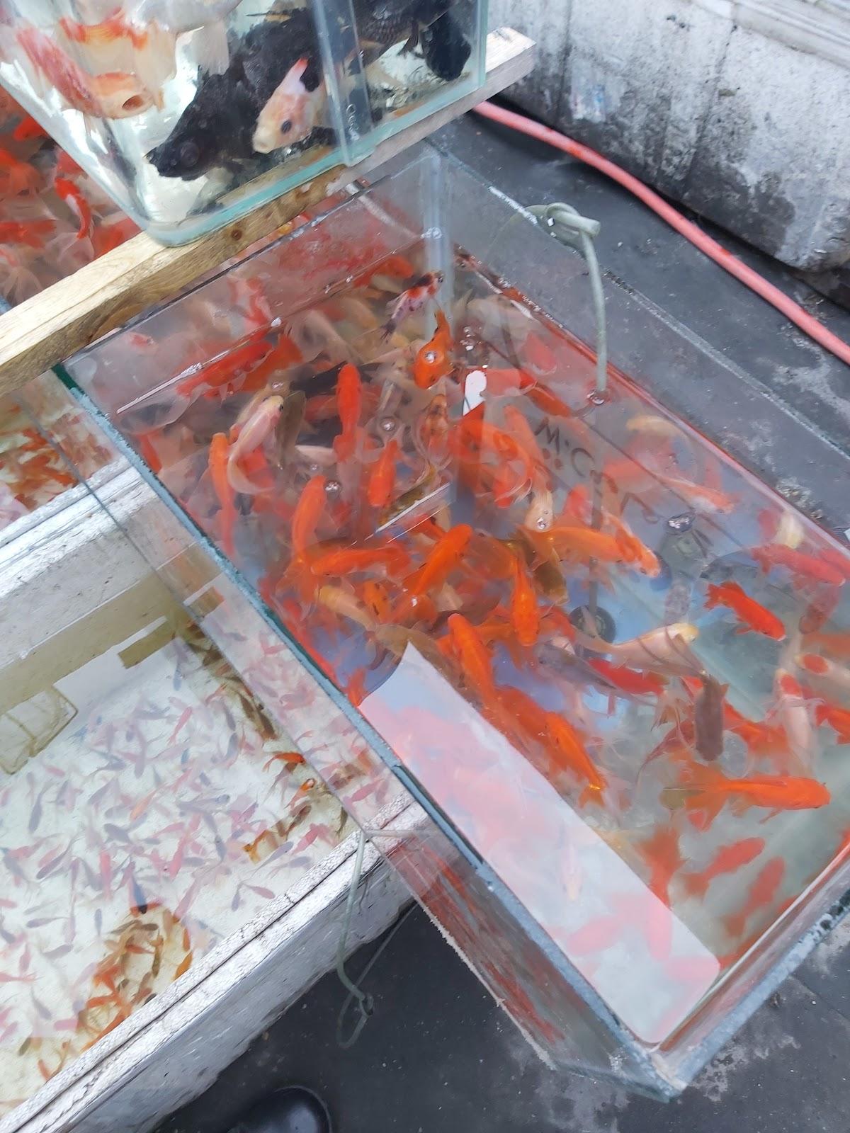 Alwa Fish Jawadain Abu Haidar