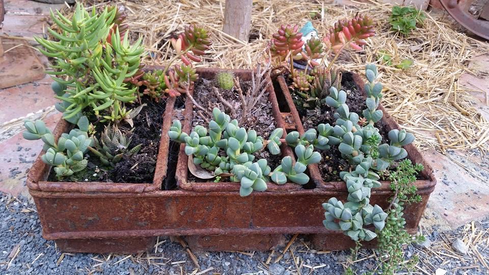 1/2 Acre Coffee Lounge & Nursery