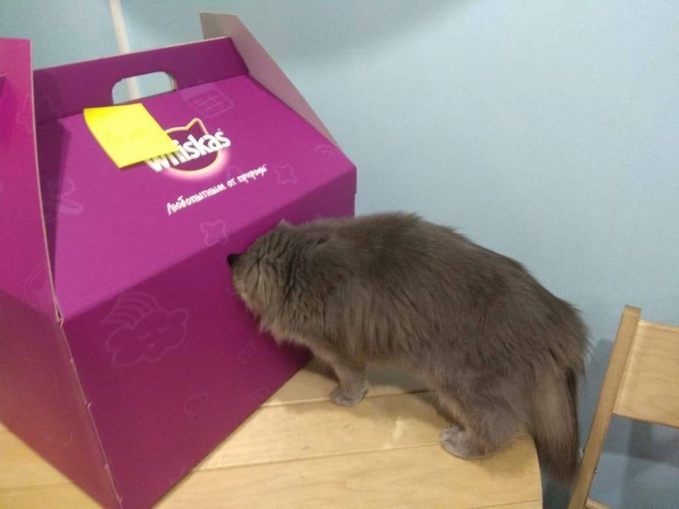 Котокафе Муркино