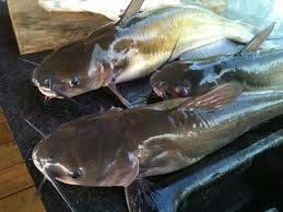Toledo Bend Fish Market