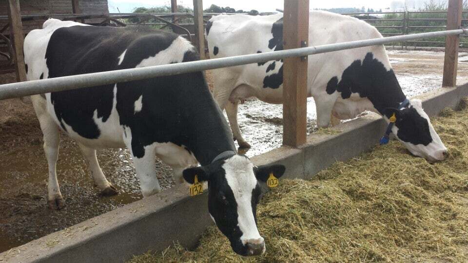 Golden Glen Creamery