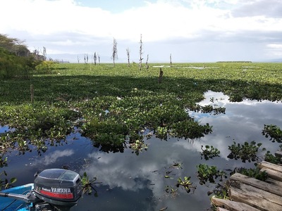 Mwea Rice