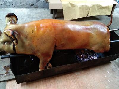 BABI PUTAR CHELSEA