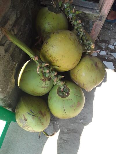 Es Kelapa Muda "The Gun"