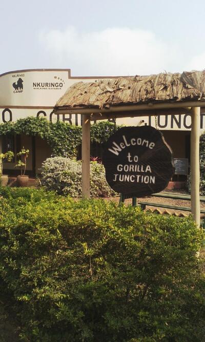 Nkuringo gorilla junction