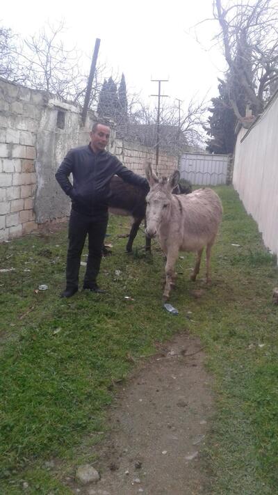 Sarı qaya