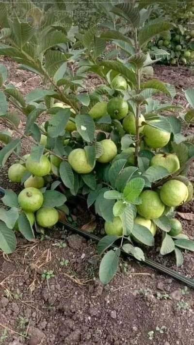 রুবেল টেলিকম