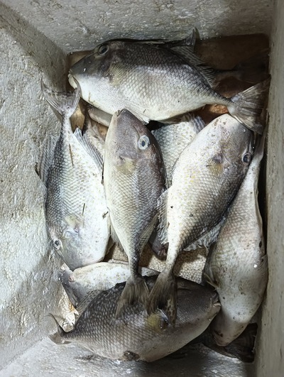 IKAN BAKAR PEDAS MANIS