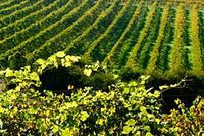 X Peak Wine