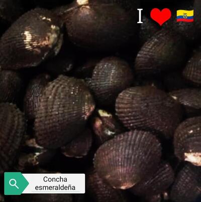 Coral delicias del mar