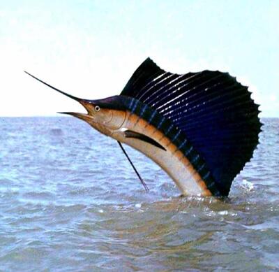 Poissonnerie Royale