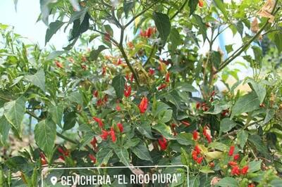 Cevicheria El Rico Piura
