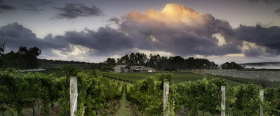 Wills Domain Winery