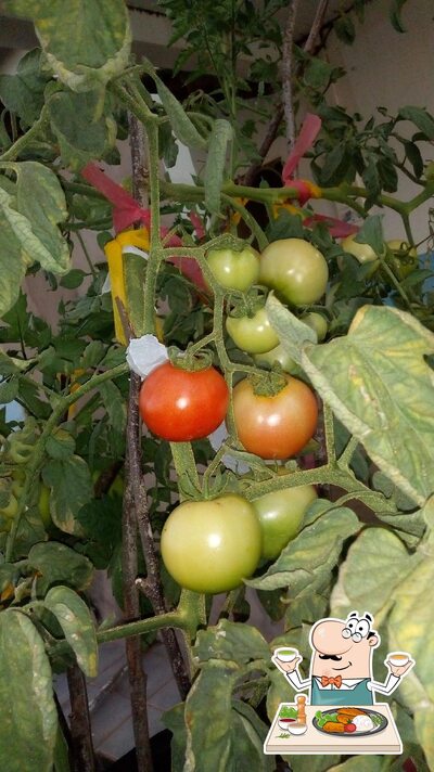 Comida em Comunidade Pecuama