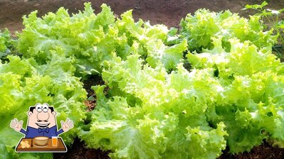 Comida em Comunidade Pecuama