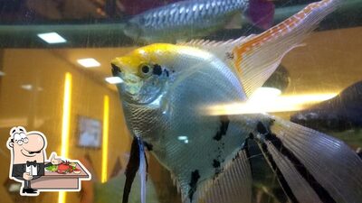 Escolha diferentes itens de frutos do mar servidos no Tucunaré Cozinha Bar