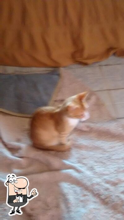 Veja imagens do interior do Big Lanches