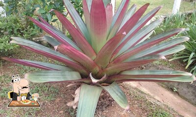 Platos en Café Sena